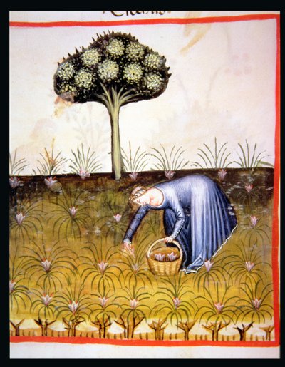 Nova 2644 fol.39r Raccolta di violette, da Tacuinum Sanitatis da Italian School